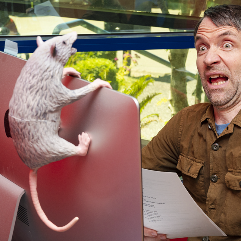 Possum on the back of a monitor scaring steve q