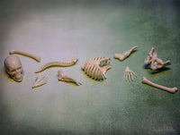 Ten itty bitty skeleton parts on a grungy surface