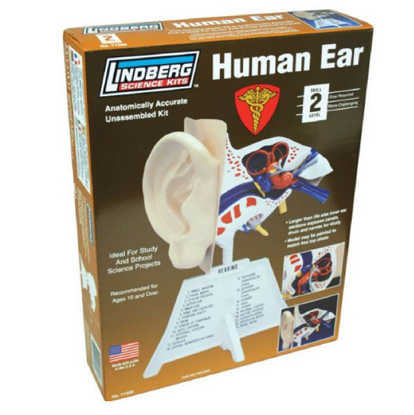 Human Ear Model Kit