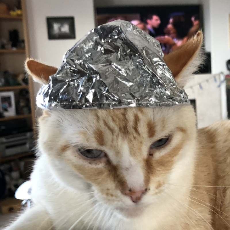 Cat in a tin foil hat