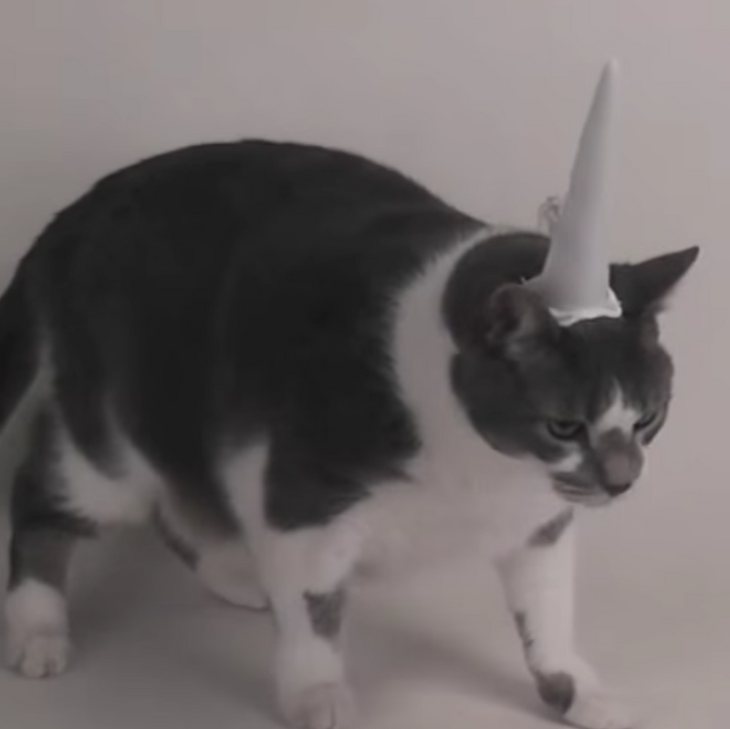 Cat in inflatable unicorn horn