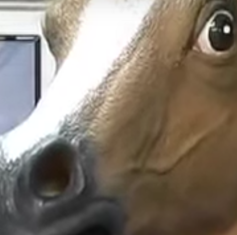 close up of horse head mask