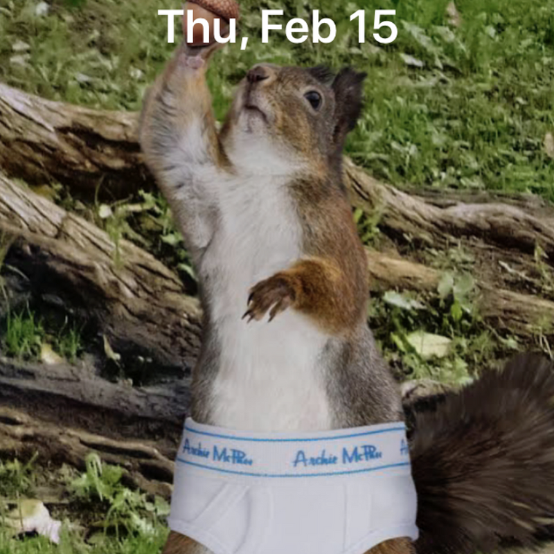 Squirrel wearing underpants