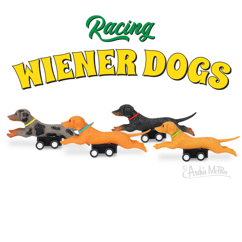 Racing Wiener Dogs - Set of 4 with colorful collars on wheels ready for a fun living room race showdown