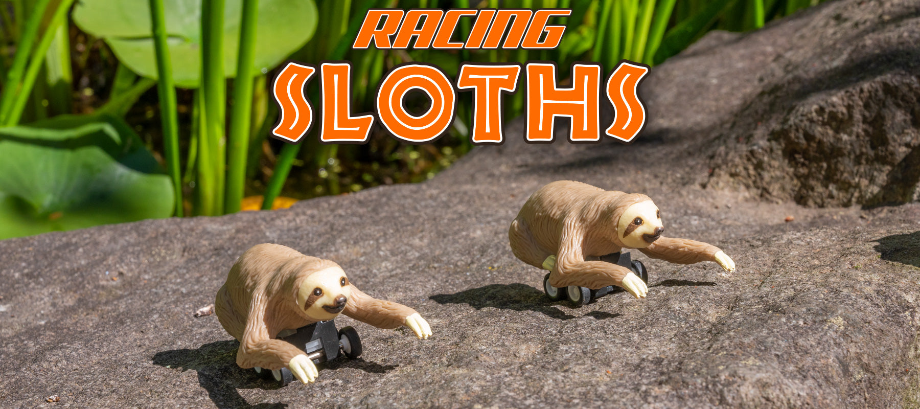 Two Racing Sloths on a rock.