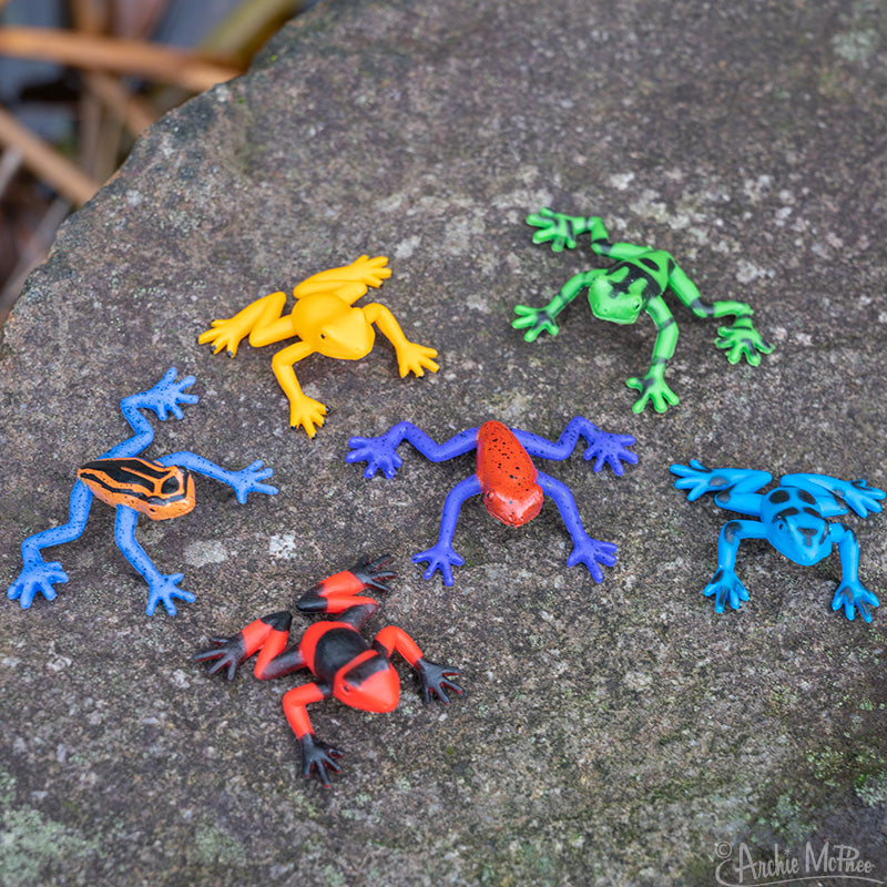 Six colorful miniature poison dart frogs on a rock
