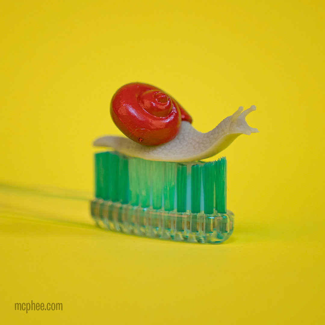 Itty bitty snail with red shell on the bristles of a toothbrush