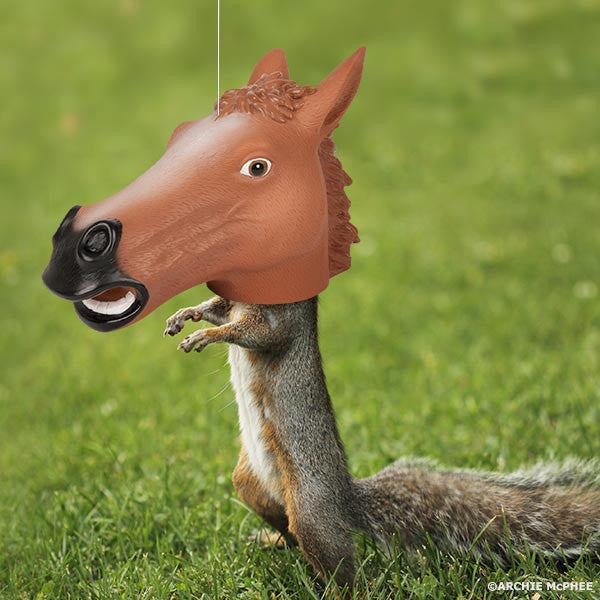 Cat head shop squirrel feeder
