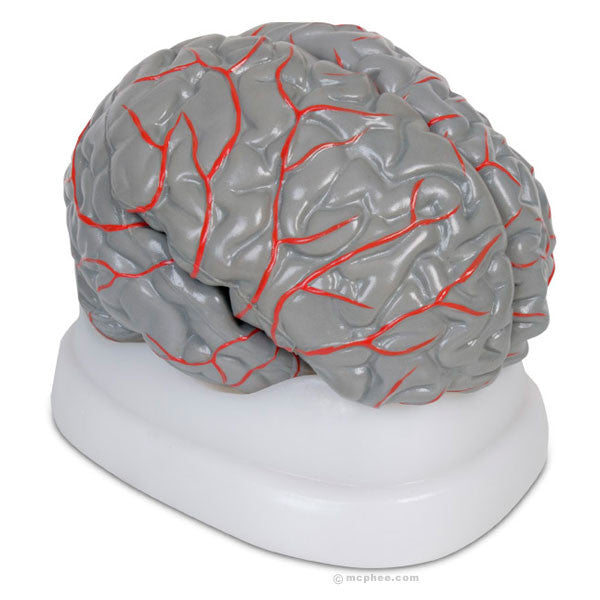 Life-size anatomical brain model on white stand, showcasing gray matter with detailed red blood vessel network, ideal for medical education and study of cerebral structure and circulation